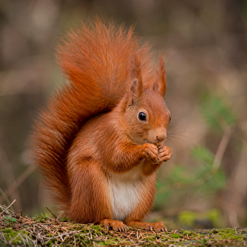 Ardilla roja