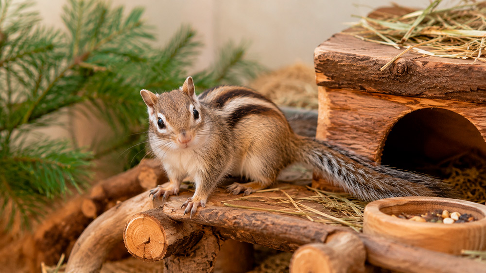 Ardilla siberiana