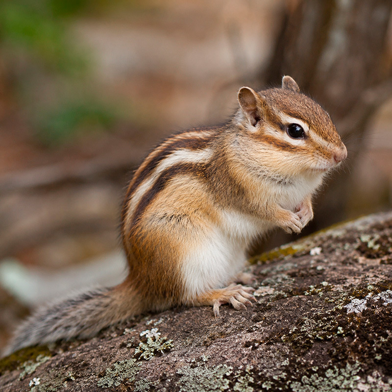 Ardilla siberiana