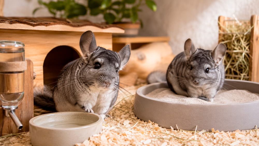 Agua e higiene de Chinchillas