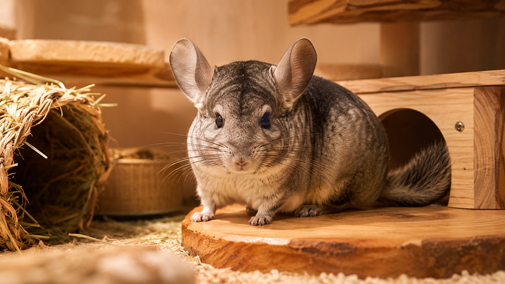 Características principales de Chinchillas