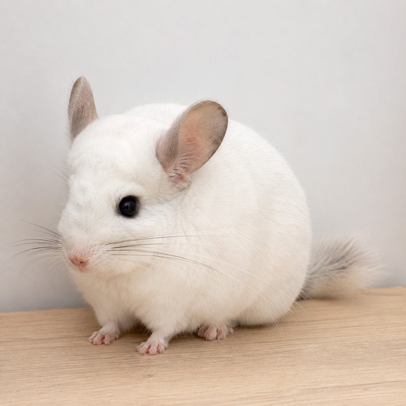 Chinchilla blanca