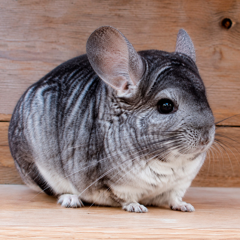 Chinchilla costina