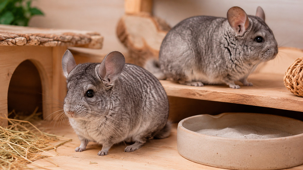 Chinchilla de cola corta