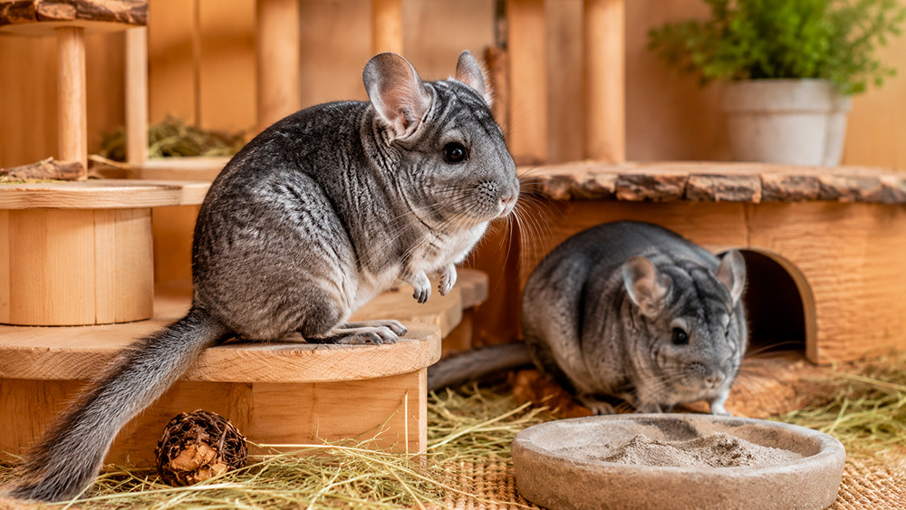 Chinchilla de cola larga