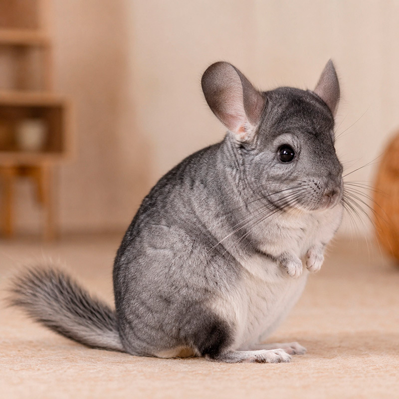 Chinchilla de cola larga