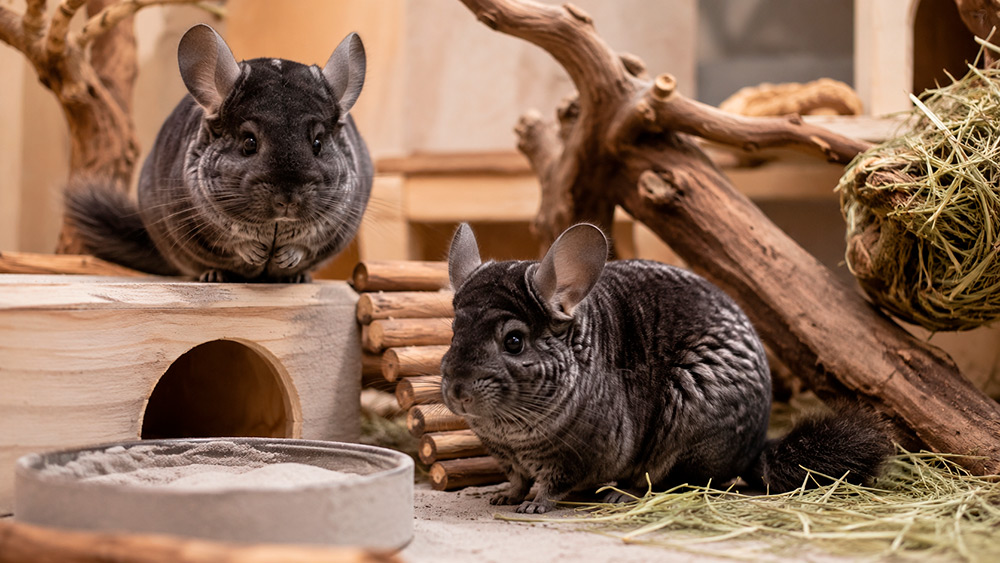 Chinchilla ebony