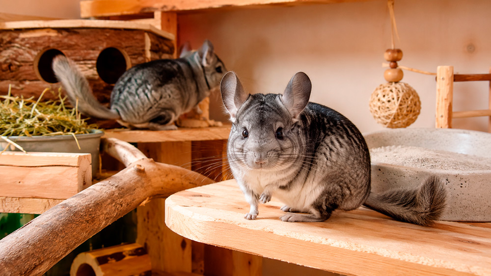 Chinchilla gris estándar