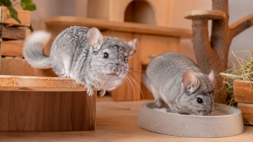 Chinchilla la plata