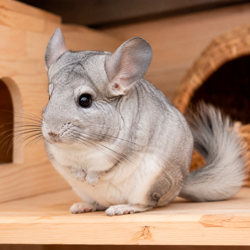 Chinchilla la plata