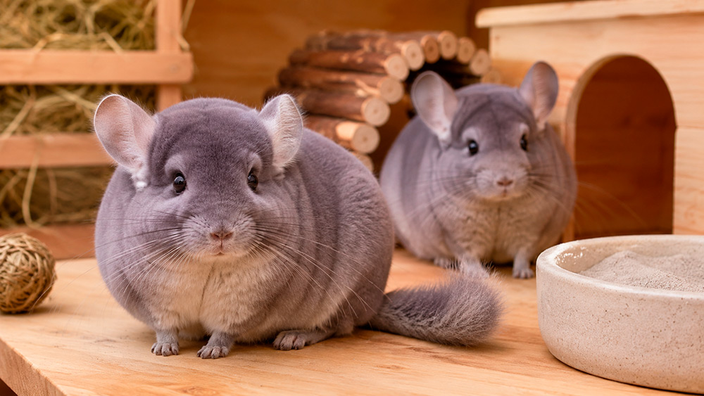 Chinchilla violeta