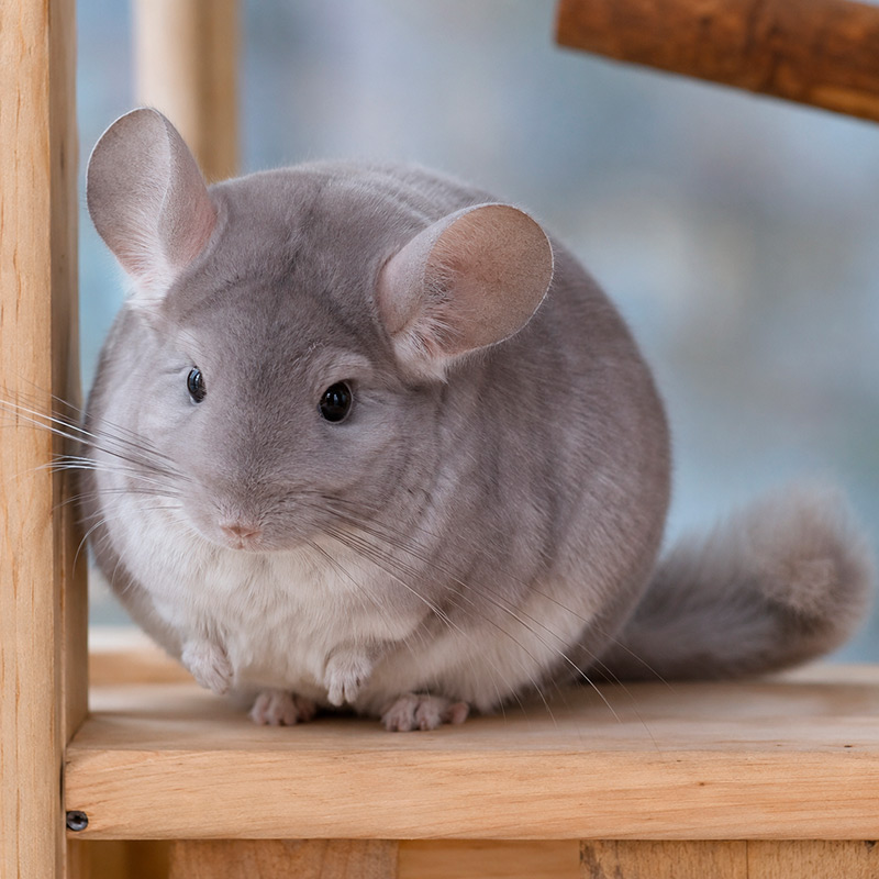 Chinchilla violeta