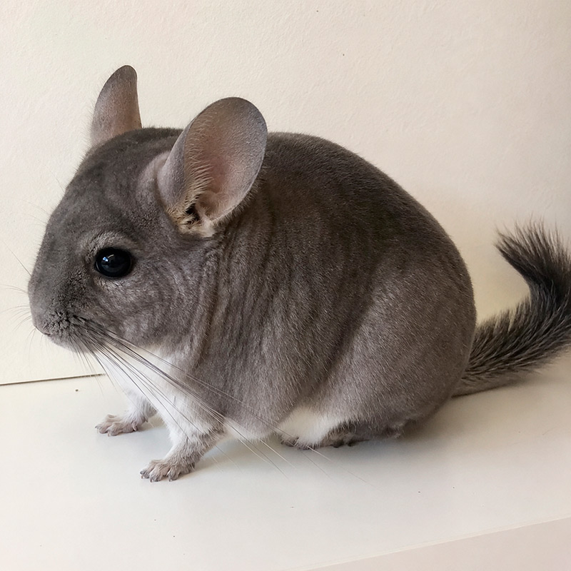 Chinchilla zafiro