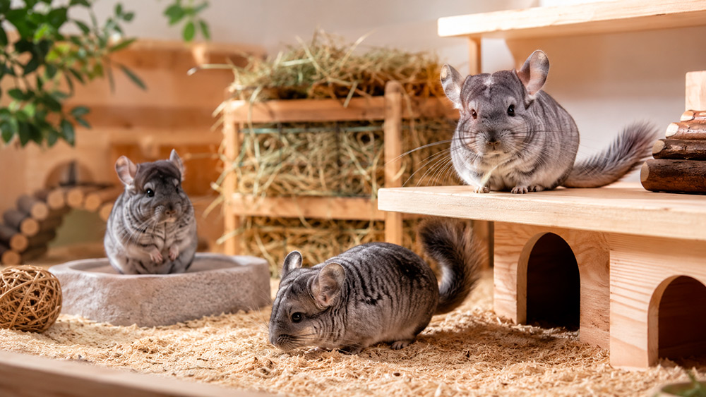 Chinchillas