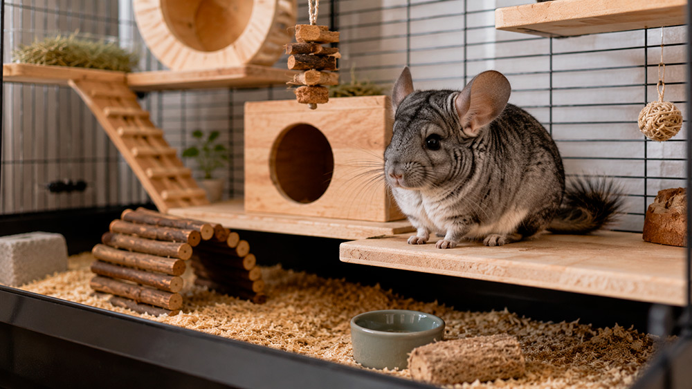 Jaula, espacio y hábitat de Chinchillas