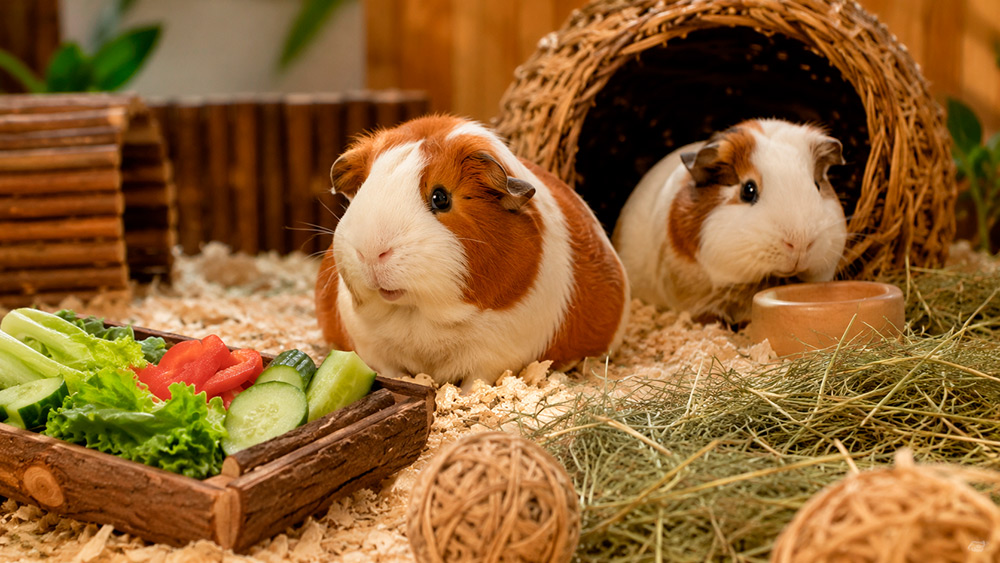 Cobaya cuy