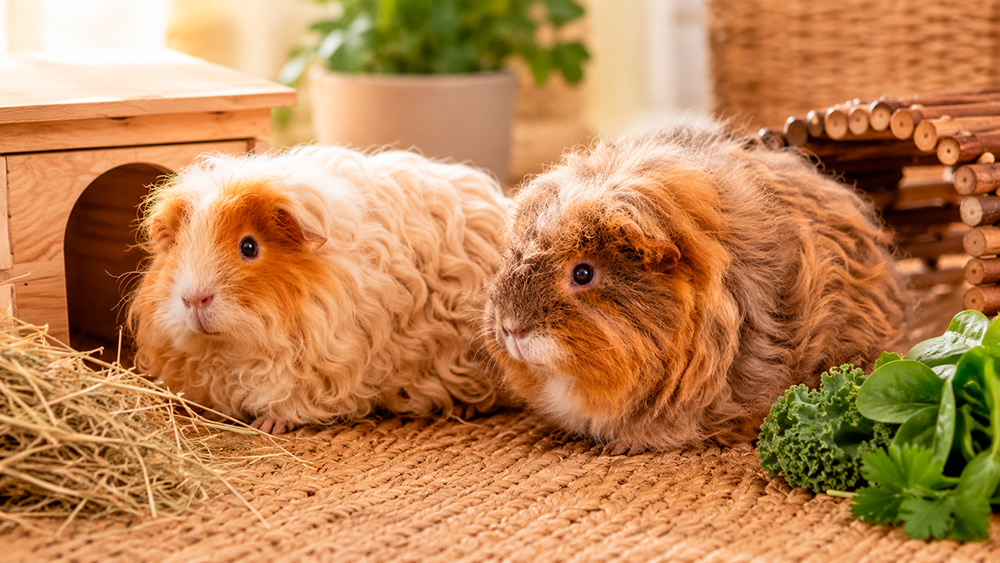Cobaya merino