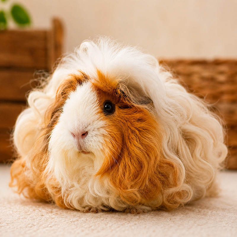 Cobaya merino