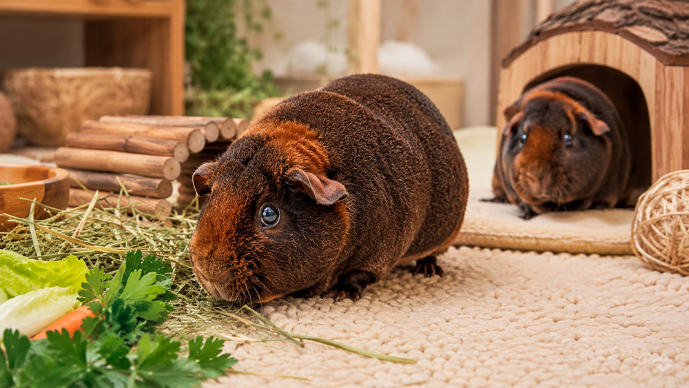 Cobaya rex