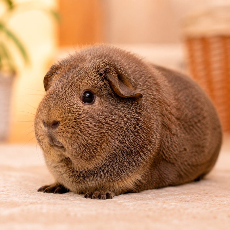 Cobaya rex