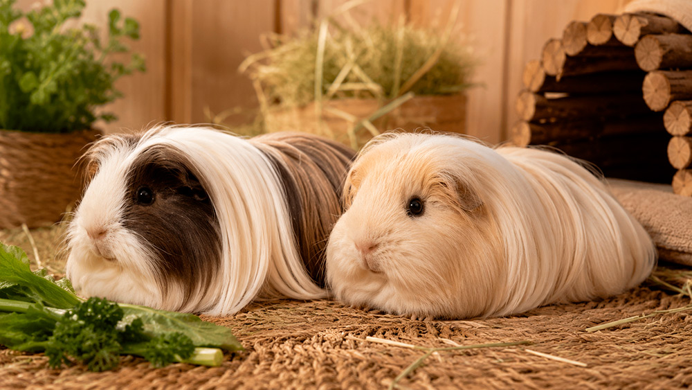 Cobaya silkie