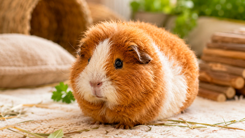 Cobaya teddy