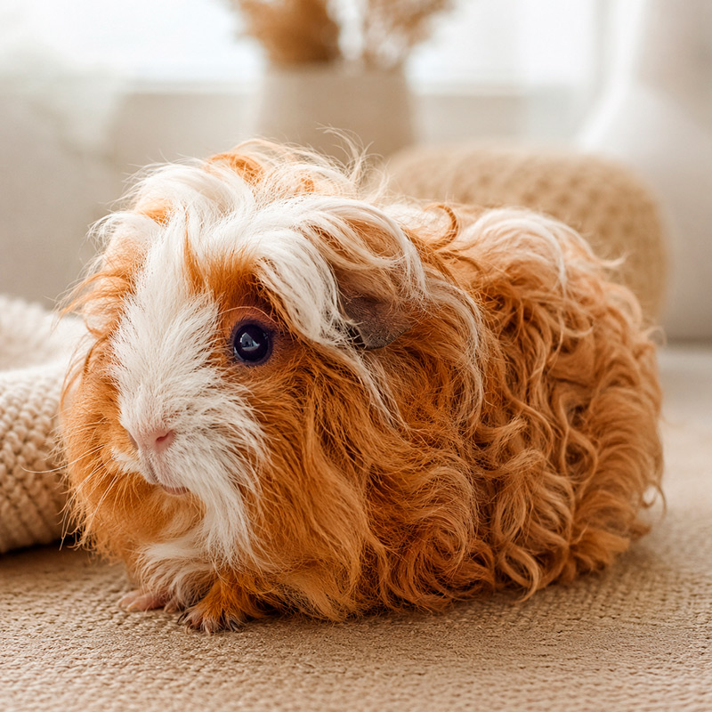 Cobaya texel