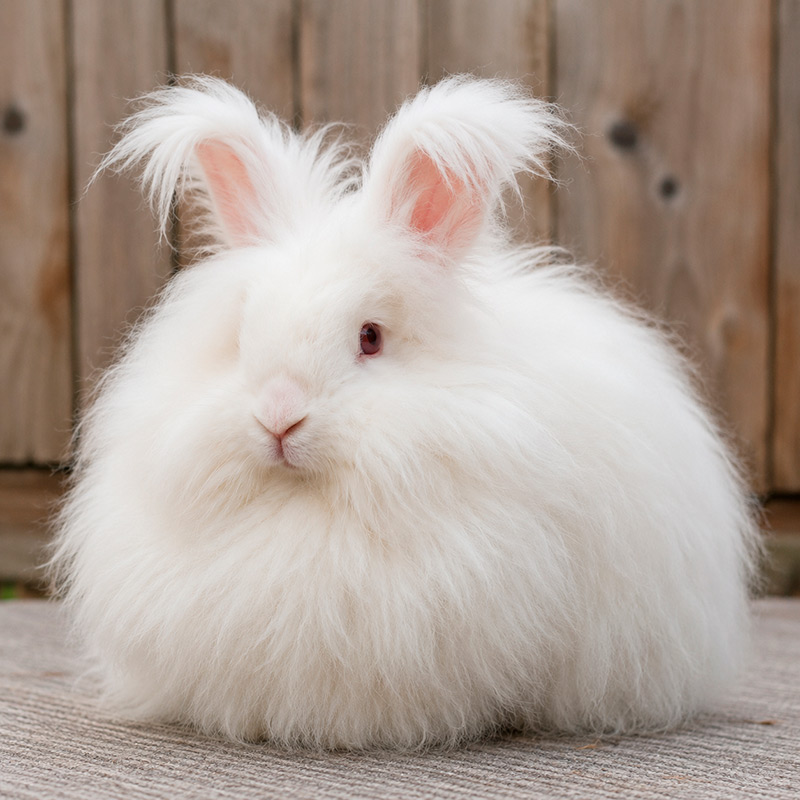 Conejo angora