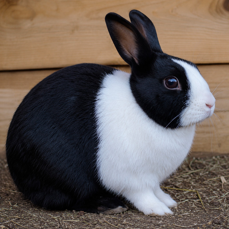 Conejo dutch