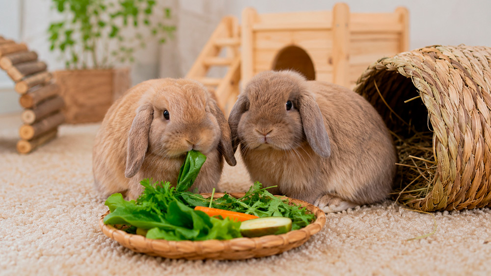 Conejo holland lop