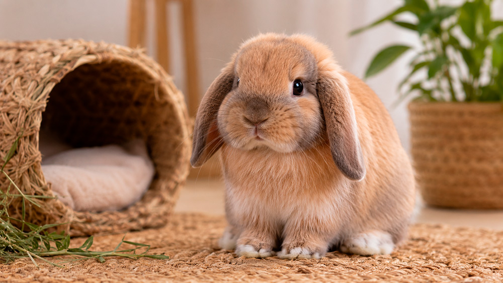 Conejo mini lop