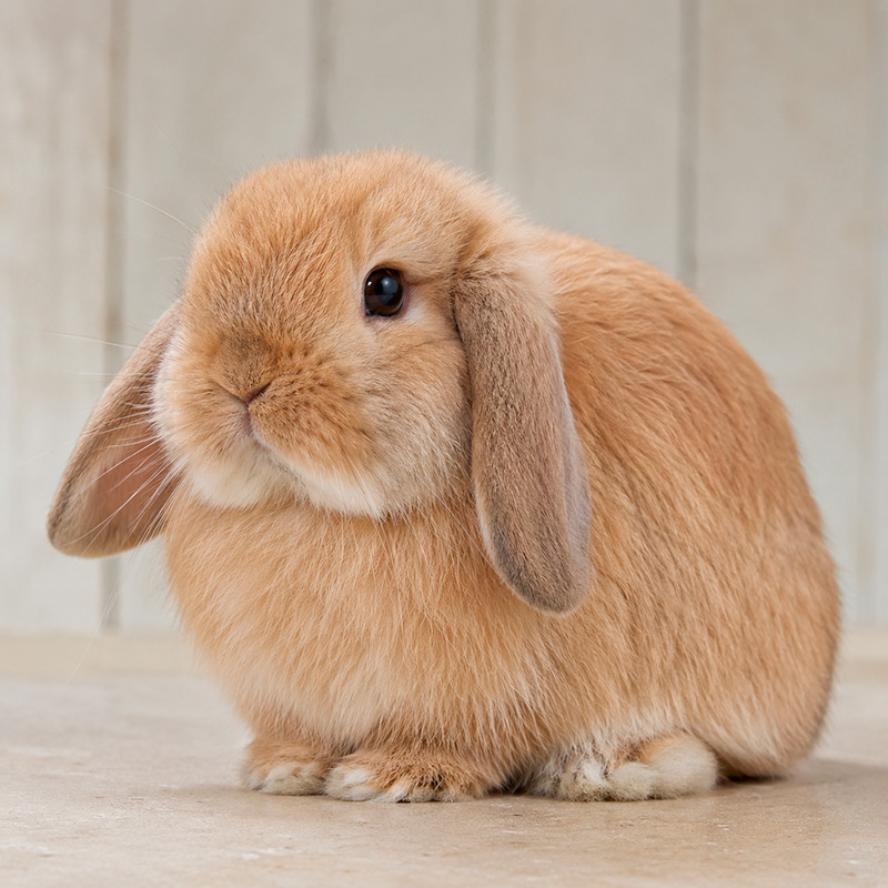 Conejo mini lop