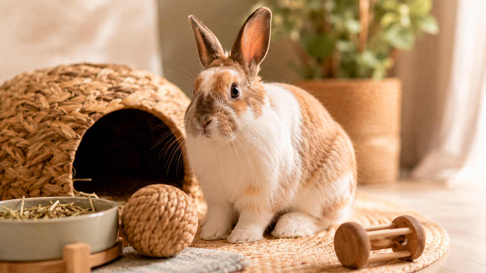 ¿Es una buena mascota? de Conejos