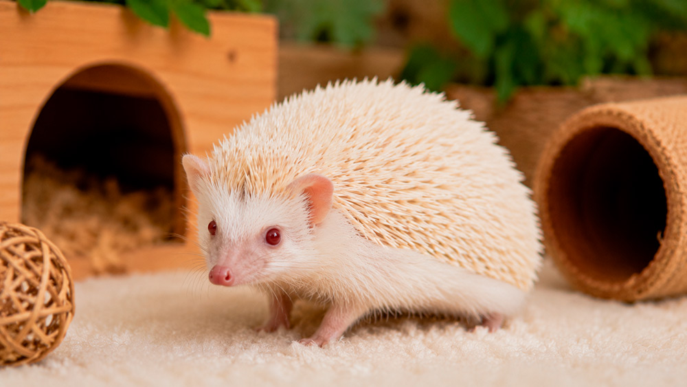 Erizo albino