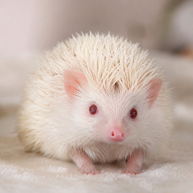 Erizo albino