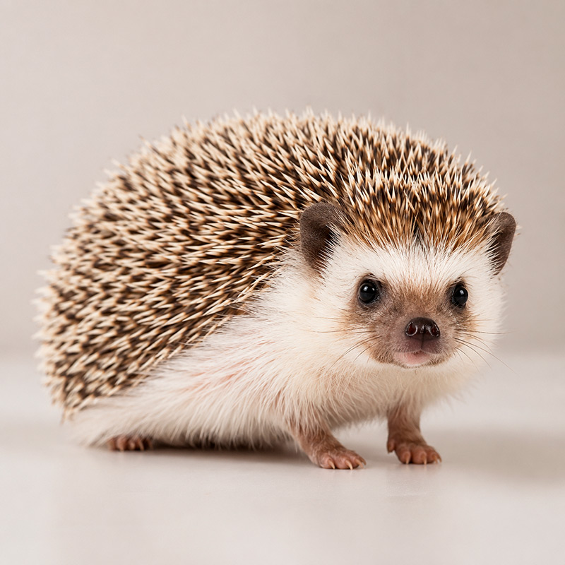 Erizo pigmeo africano