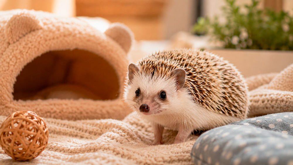 ¿Es una buena mascota? de Erizos