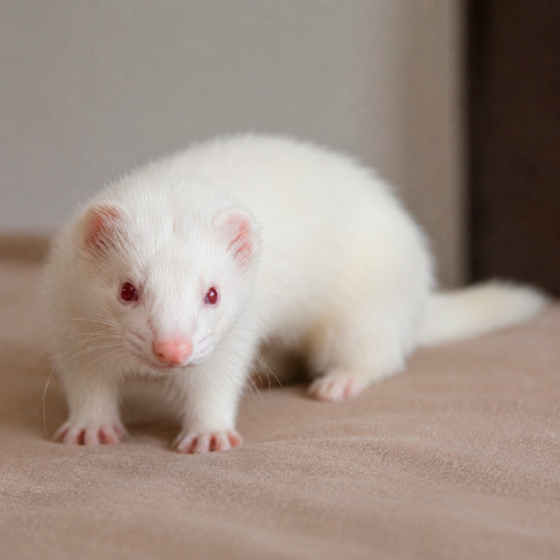 Hurón albino