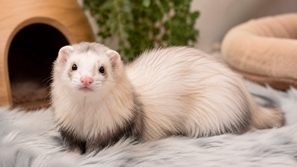 Hurón angora