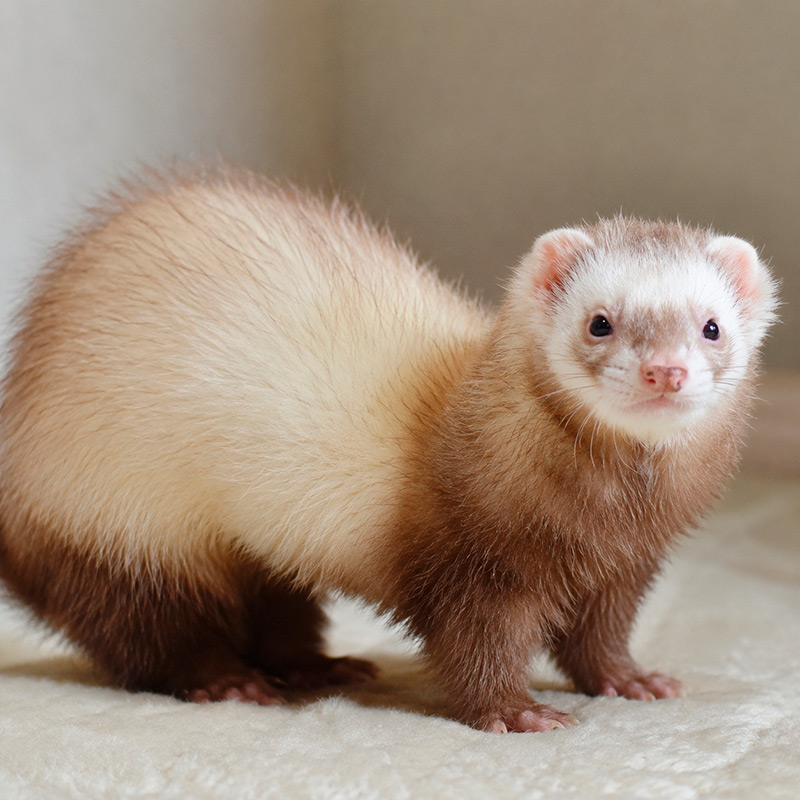 Hurón angora