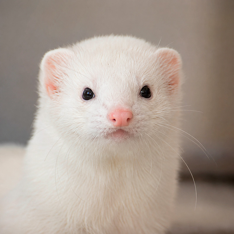 Hurón blanco de ojos oscuros
