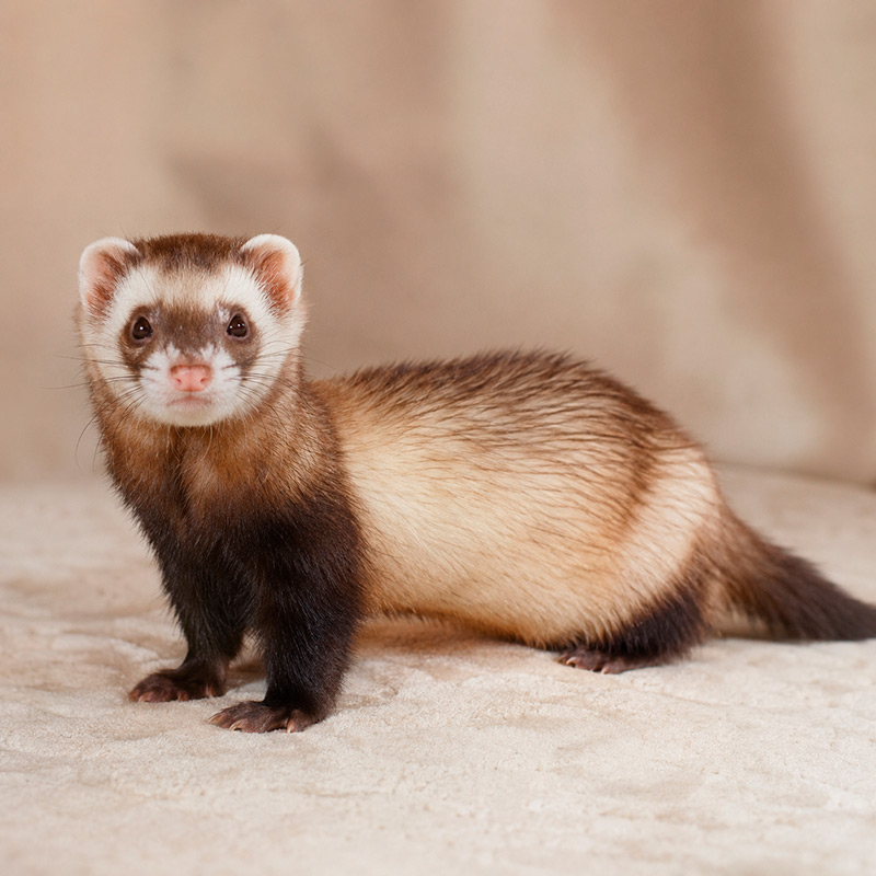 Hurón canela