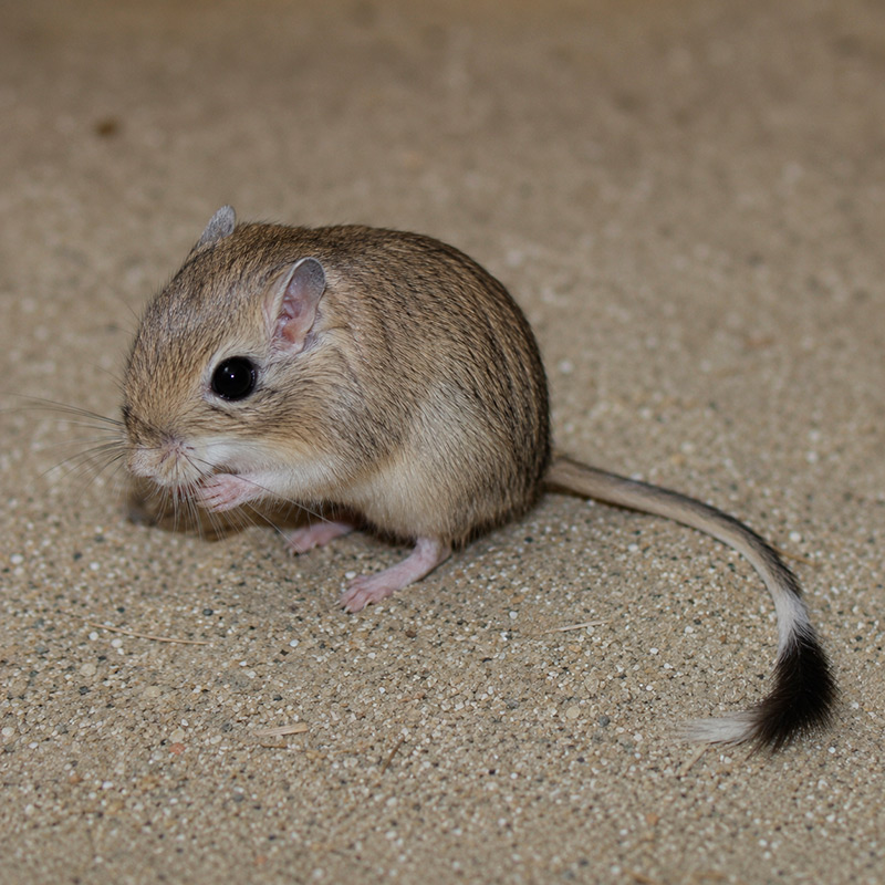 Jerbo agutí