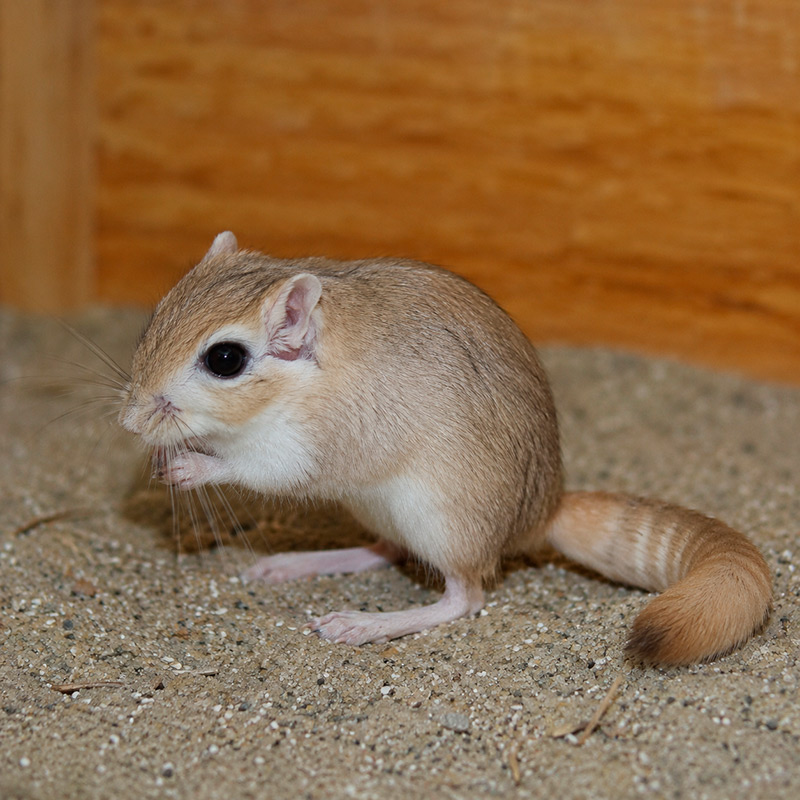 Jerbo de cola gruesa