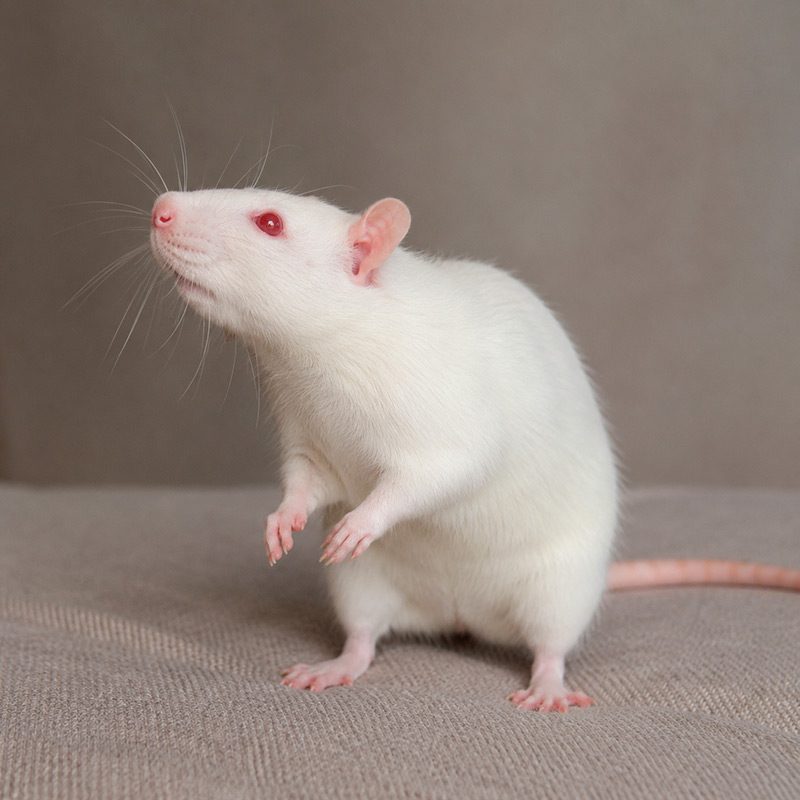 Rata albina