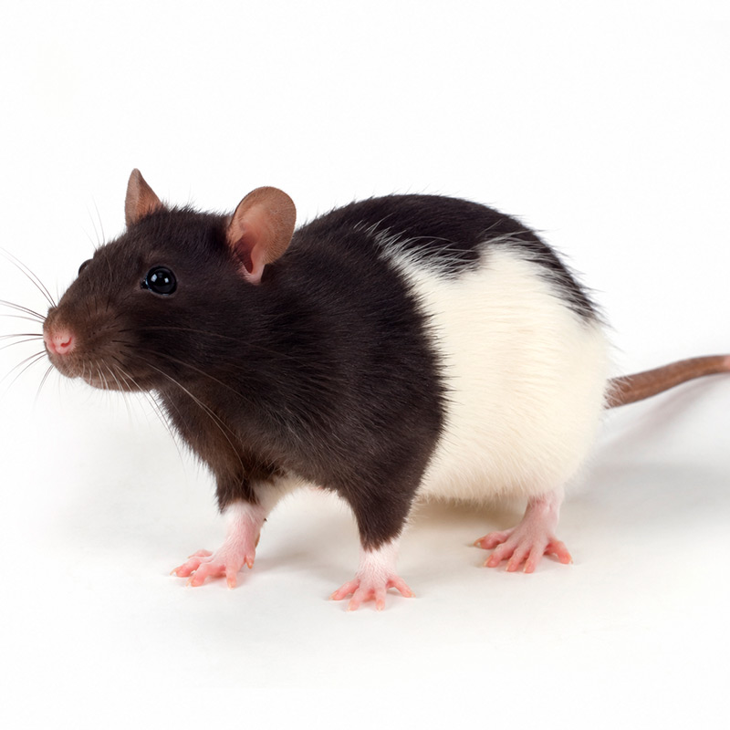 Rata berkshire