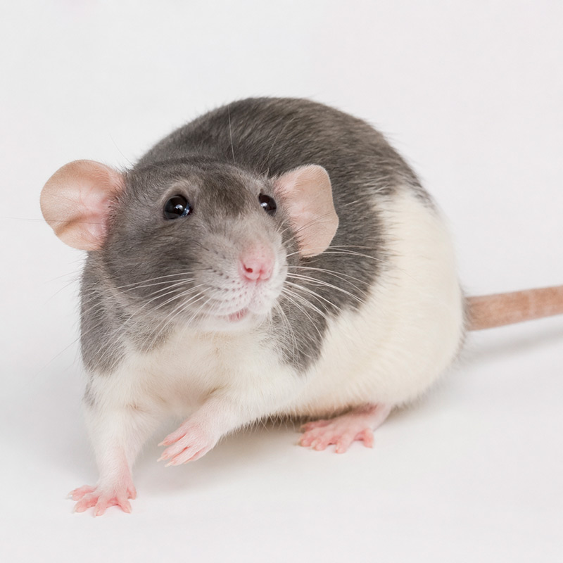 Rata dumbo