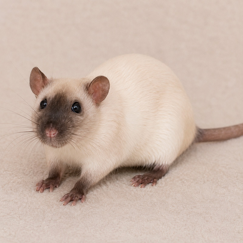Rata siamesa
