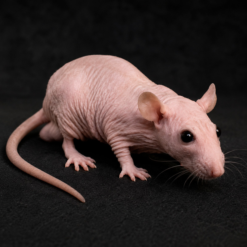 Rata sin pelo