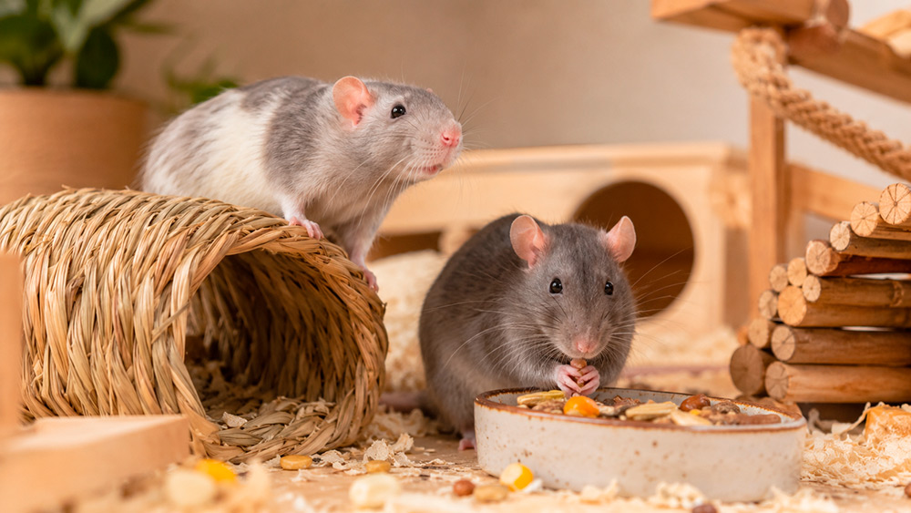 Ratas domésticas